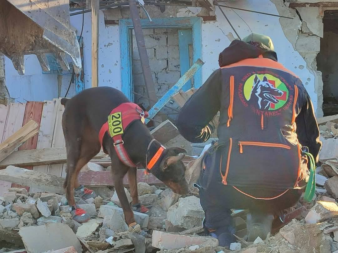 Нашла более 170 человек: умерла собака Ханна, которая помогала спасателям после атак РФ. Фото