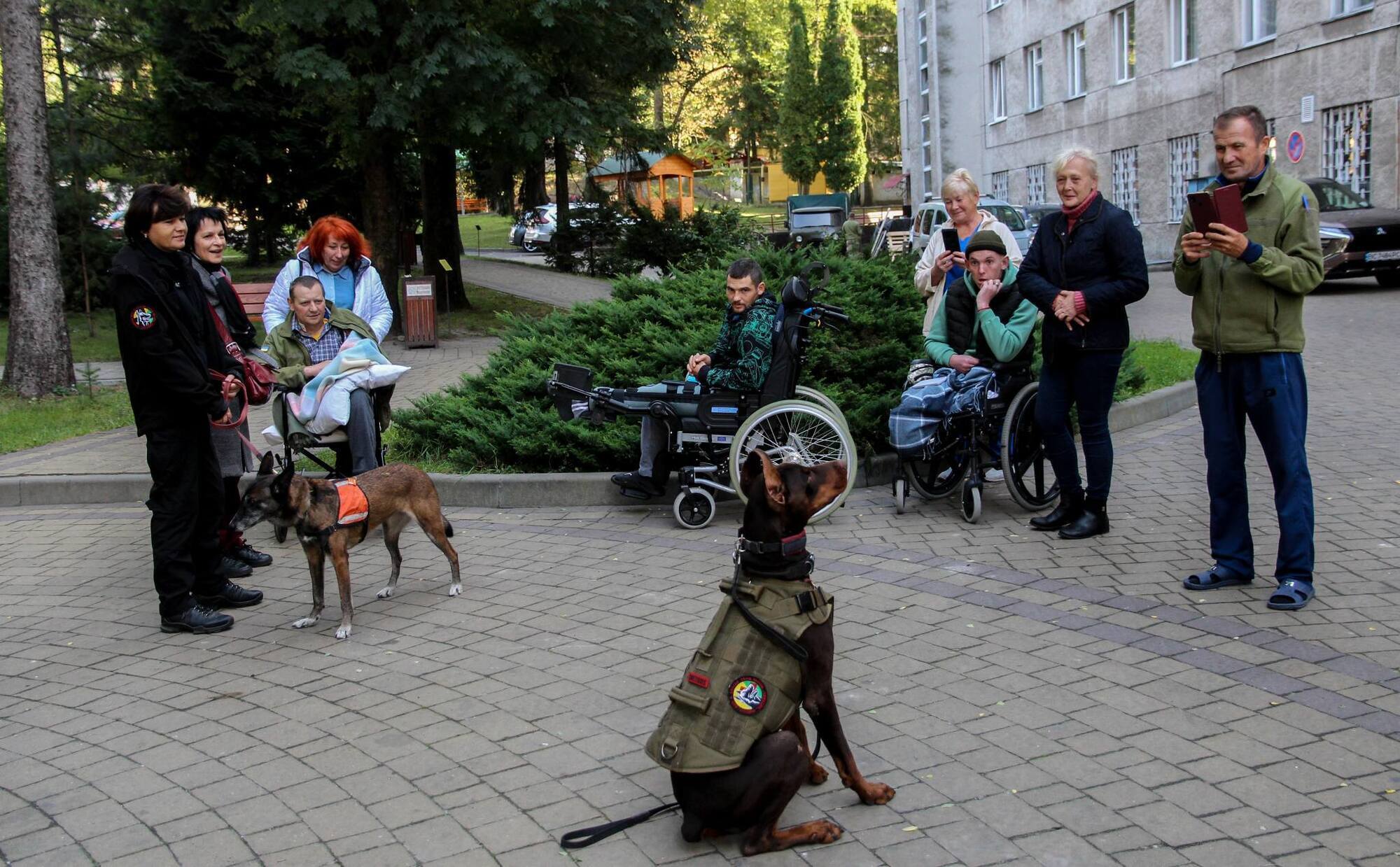 Нашла более 170 человек: умерла собака Ханна, которая помогала спасателям после атак РФ. Фото