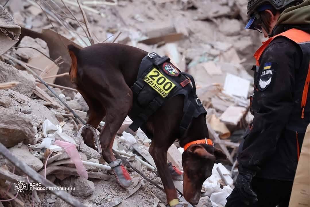 Нашла более 170 человек: умерла собака Ханна, которая помогала спасателям после атак РФ. Фото