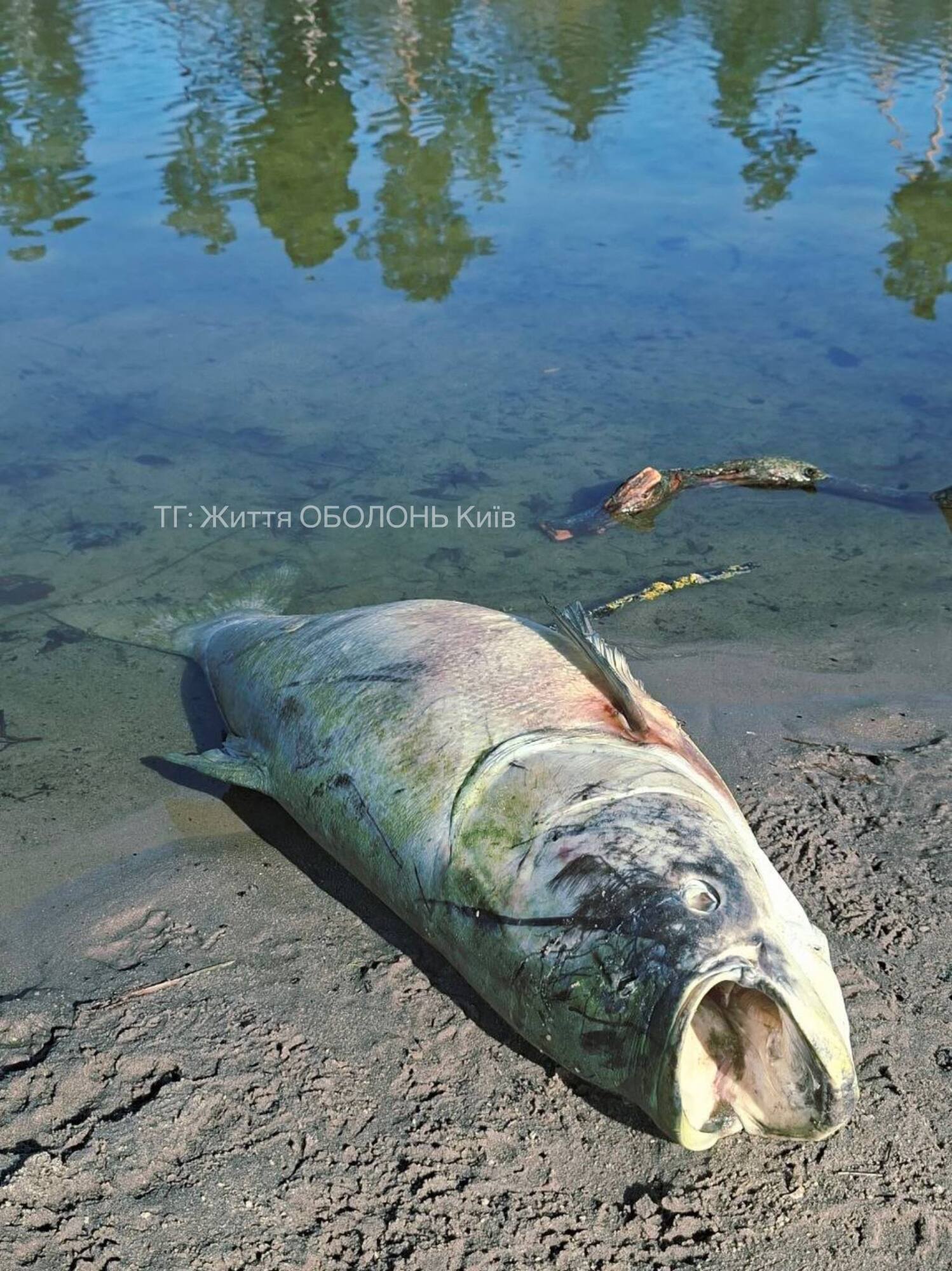 В Киеве на одном из популярных озер зафиксировали массовый мор рыбы. Фото