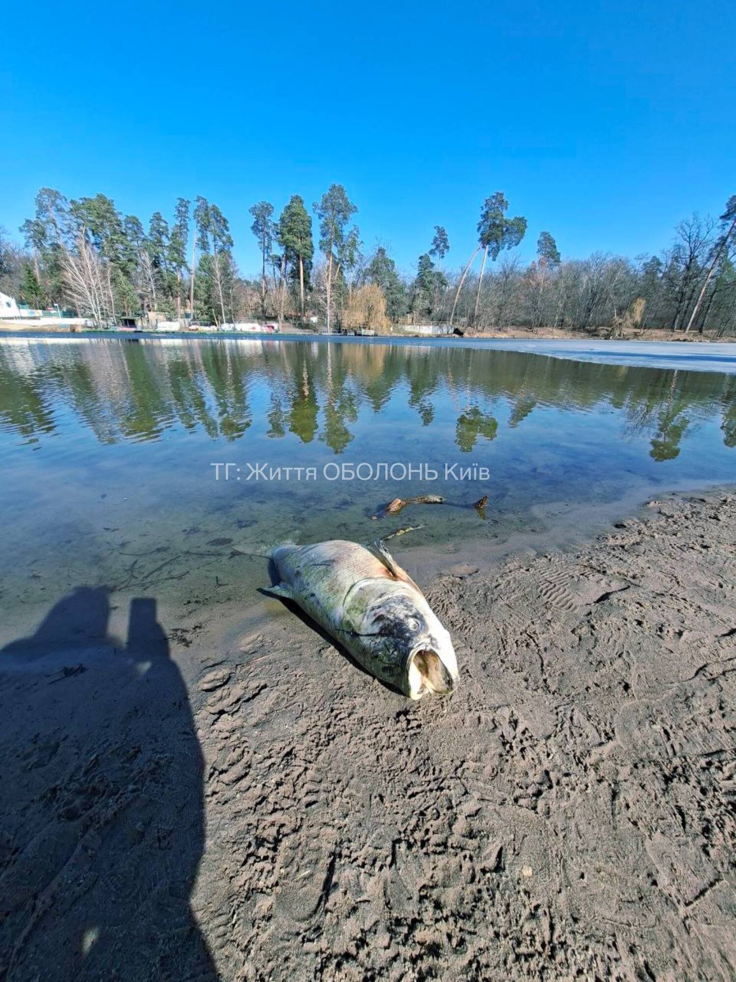 В Киеве на одном из популярных озер зафиксировали массовый мор рыбы. Фото