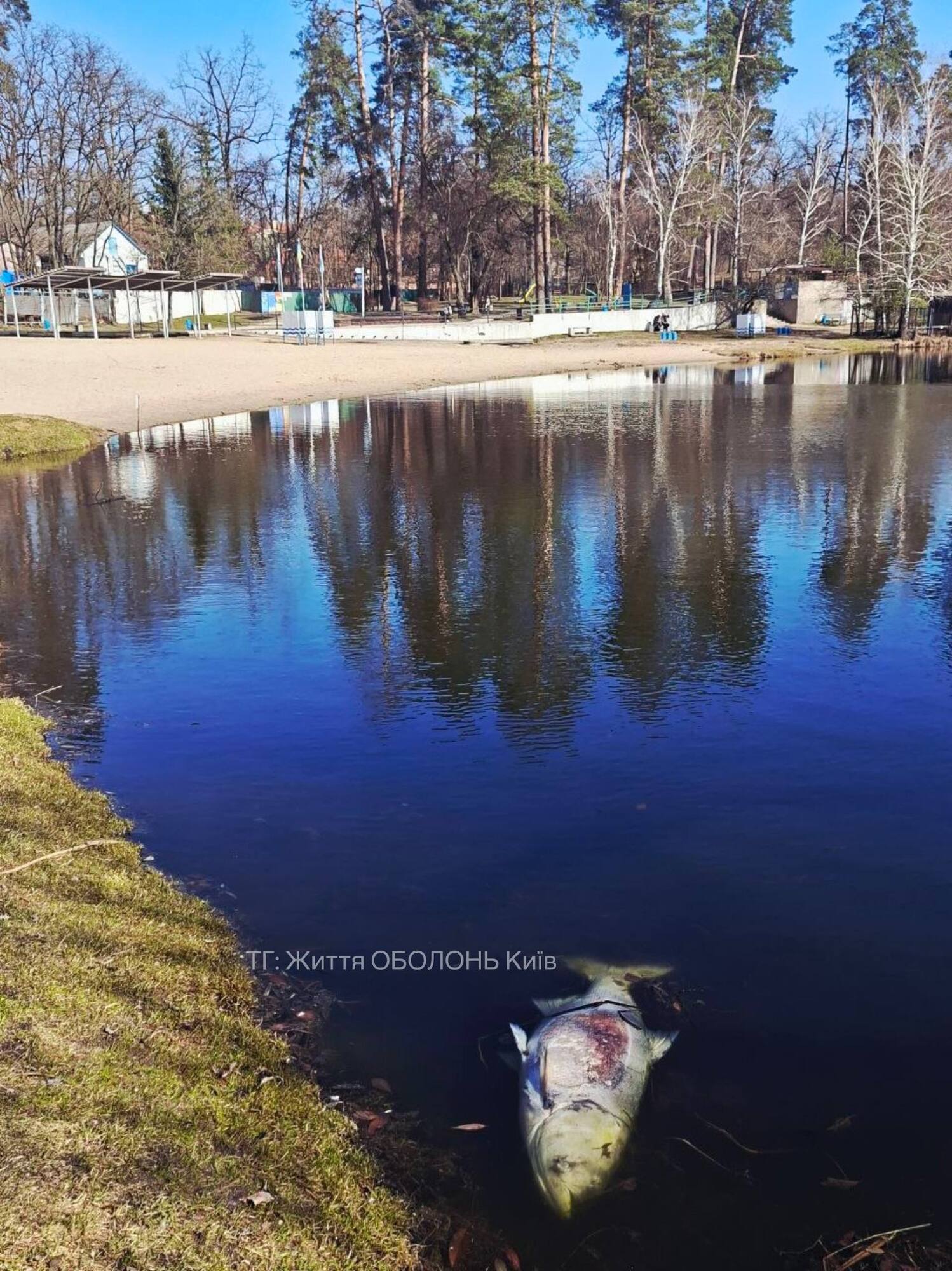 В Киеве на одном из популярных озер зафиксировали массовый мор рыбы. Фото