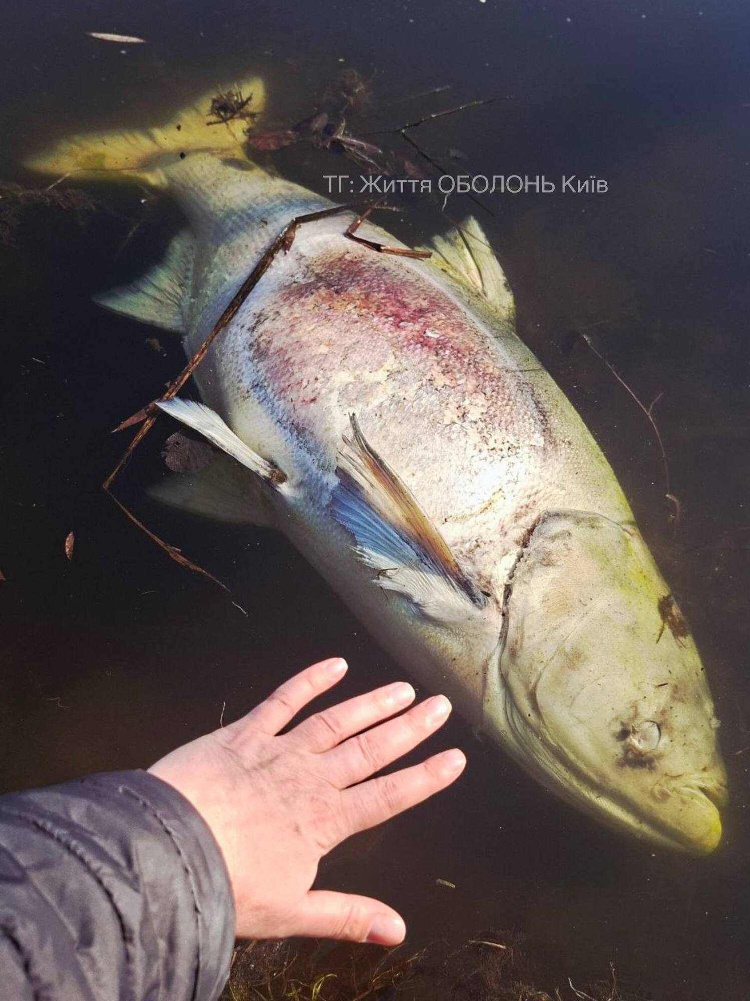 В Киеве на одном из популярных озер зафиксировали массовый мор рыбы. Фото