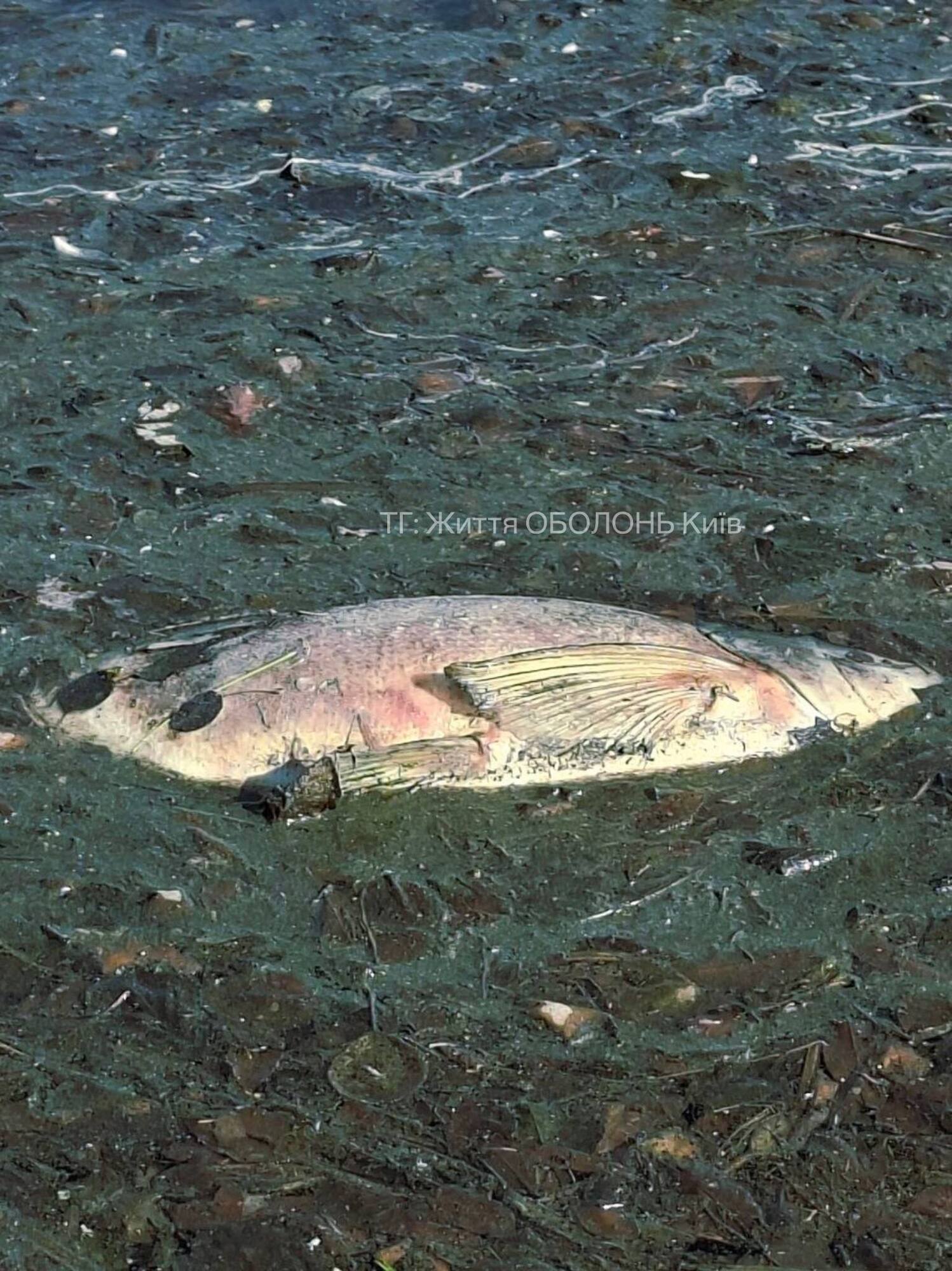 В Киеве на одном из популярных озер зафиксировали массовый мор рыбы. Фото