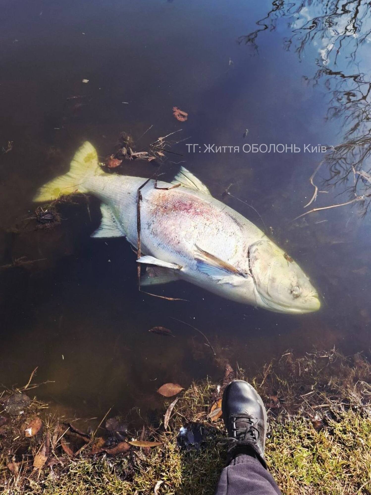 В Киеве на одном из популярных озер зафиксировали массовый мор рыбы. Фото