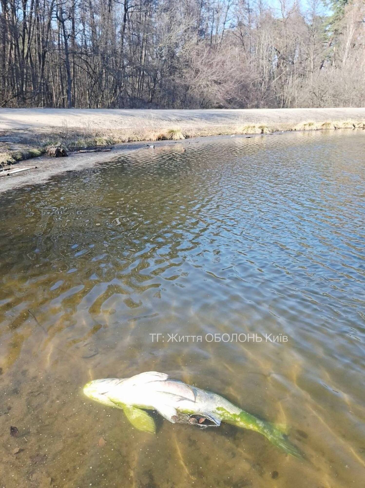 В Киеве на одном из популярных озер зафиксировали массовый мор рыбы. Фото