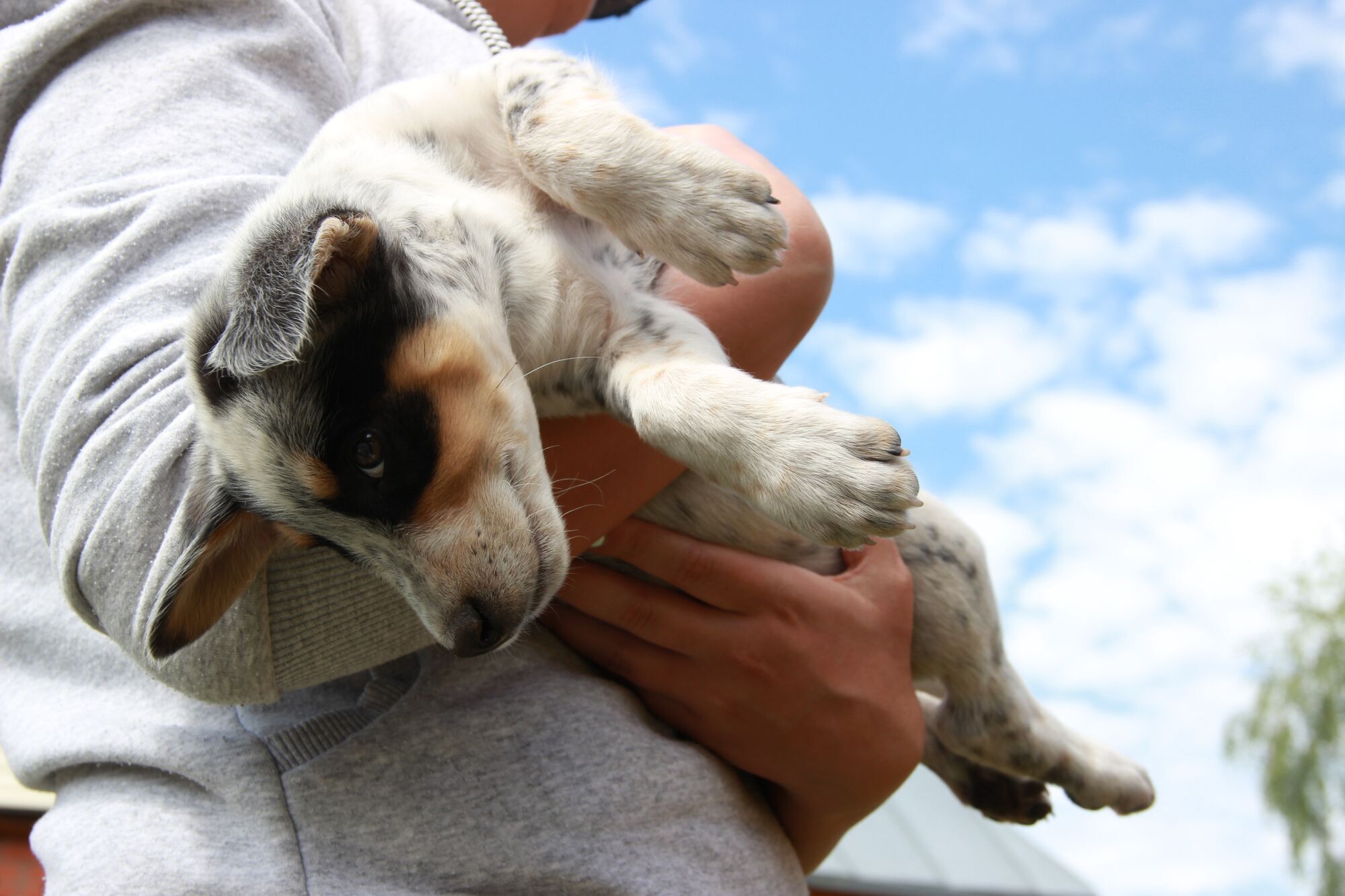 Що треба зробити, коли ви взяли цуценя: 9 невідкладних дій
