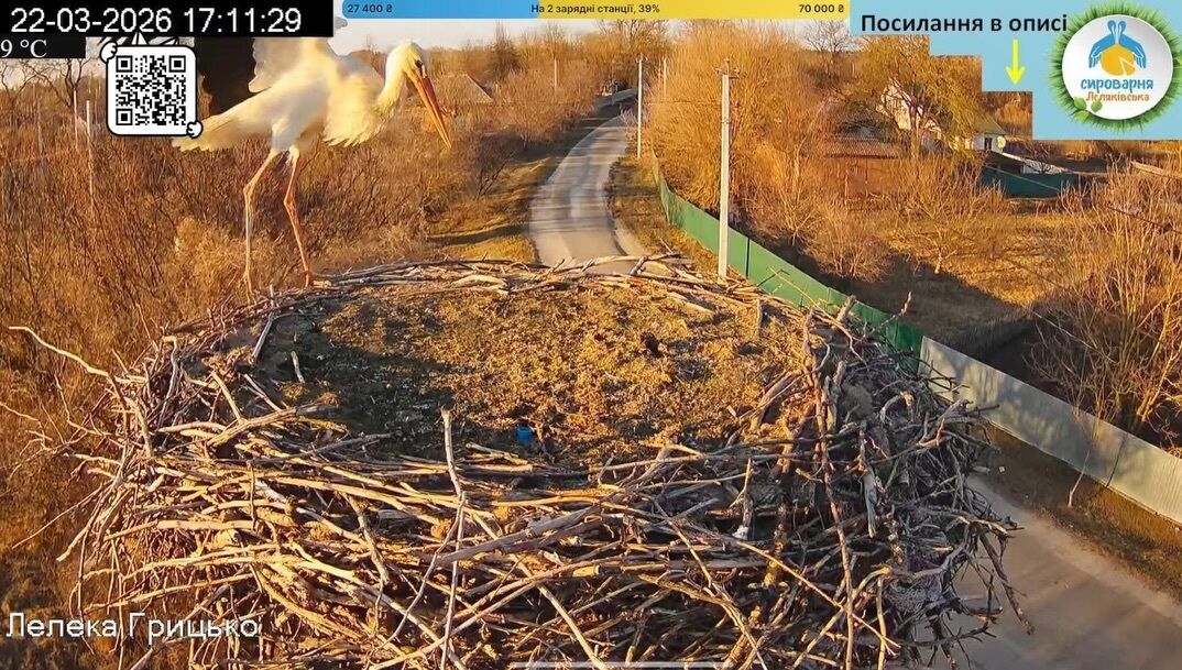 "Не наш": в гнездо известных Грицька и Одарки прилетел первый аист. Фото