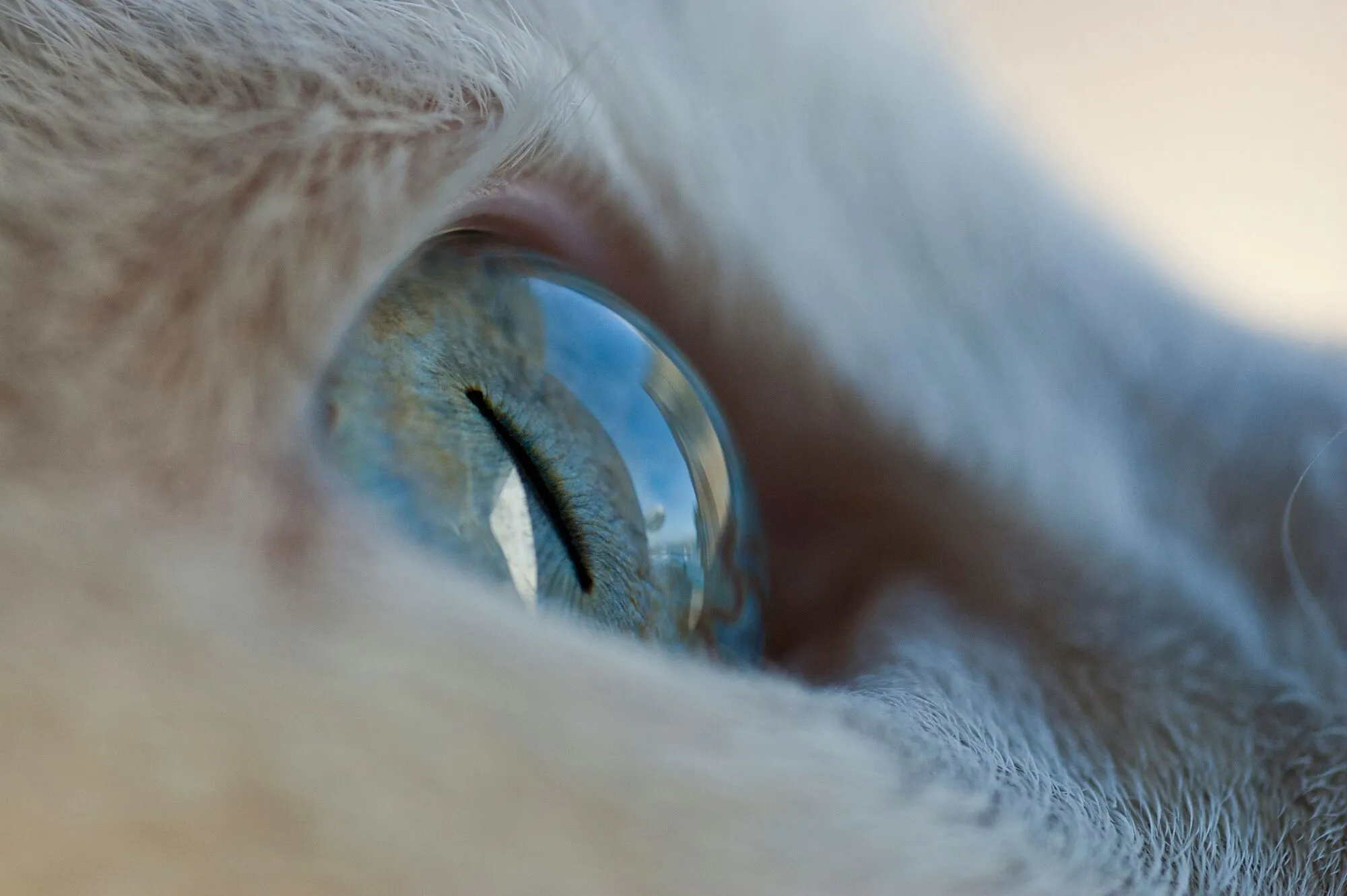 Почему у животных разная форма зрачков: научное объяснение