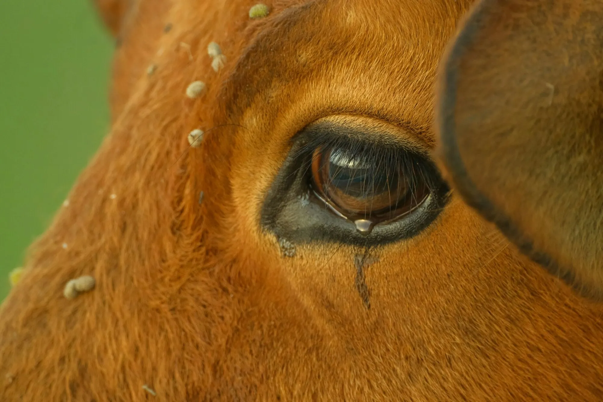 Почему у животных разная форма зрачков: научное объяснение