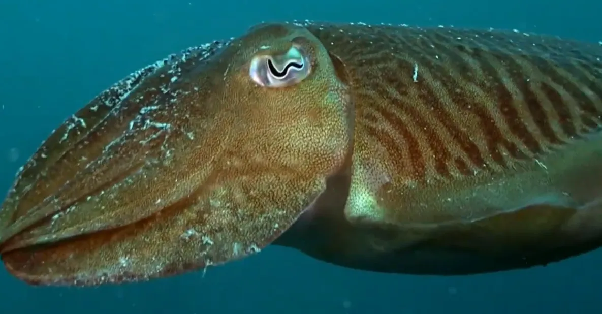 Почему у животных разная форма зрачков: научное объяснение