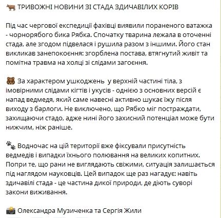 Возможное нападение медведя: в Чернобыльской зоне ранен вожак уникального стада одичавших коров. Фото