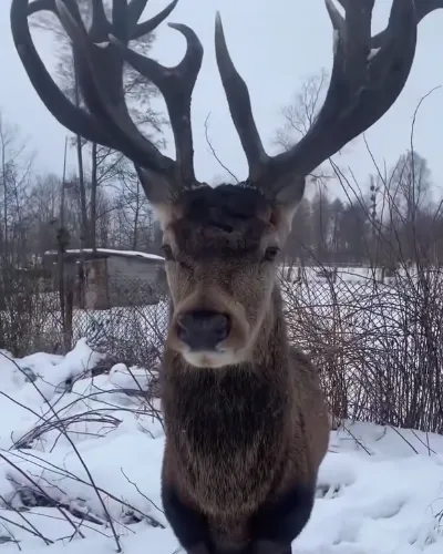 На Рівненщині авто збило оленя Бориса, який став зіркою соцмереж: тварина у важкому стані. Фото і відео
