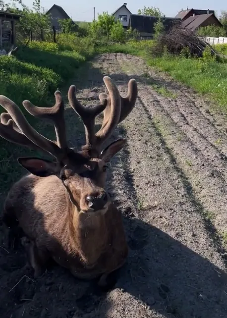 На Рівненщині авто збило оленя Бориса, який став зіркою соцмереж: тварина у важкому стані. Фото і відео