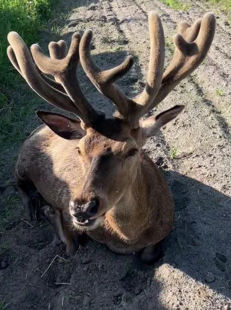 На Рівненщині авто збило оленя Бориса, який став зіркою соцмереж: тварина у важкому стані. Фото і відео