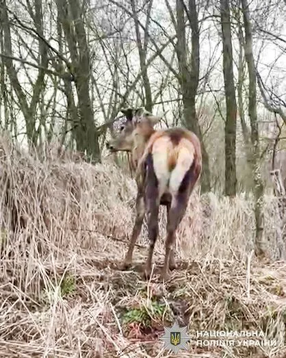 На Рівненщині авто збило оленя Бориса, який став зіркою соцмереж: тварина у важкому стані. Фото і відео
