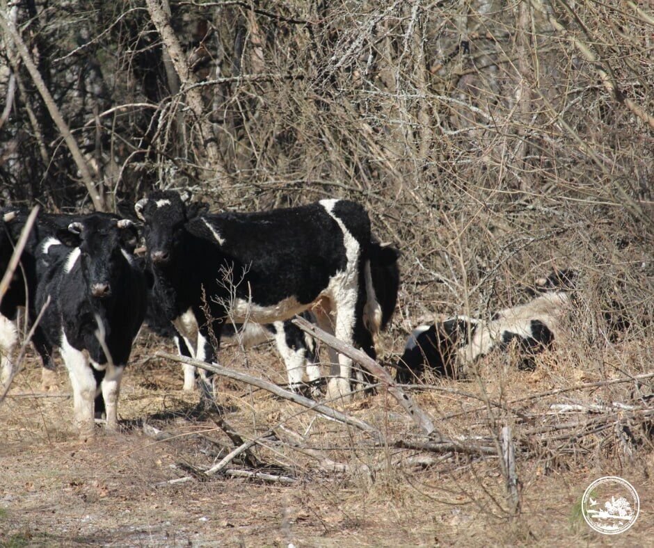Возможное нападение медведя: в Чернобыльской зоне ранен вожак уникального стада одичавших коров. Фото