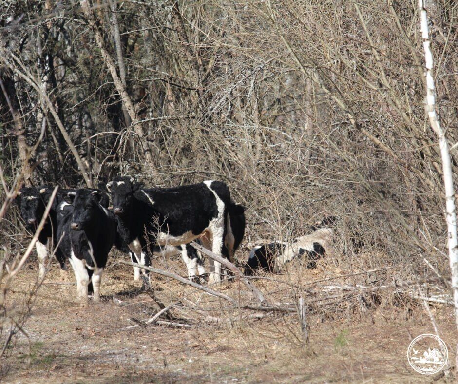 Возможное нападение медведя: в Чернобыльской зоне ранен вожак уникального стада одичавших коров. Фото