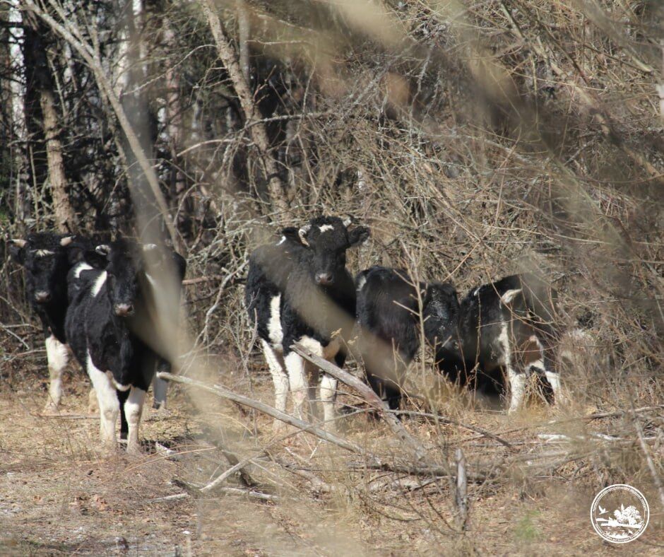 Возможное нападение медведя: в Чернобыльской зоне ранен вожак уникального стада одичавших коров. Фото