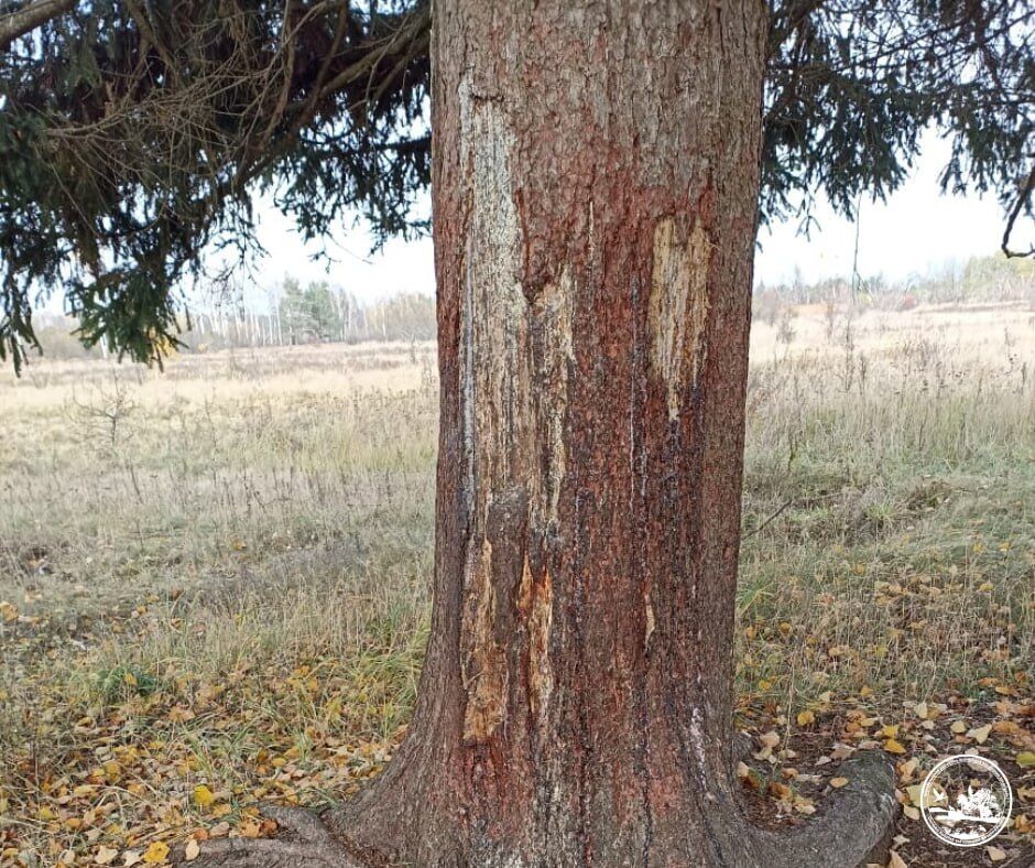 Возможное нападение медведя: в Чернобыльской зоне ранен вожак уникального стада одичавших коров. Фото