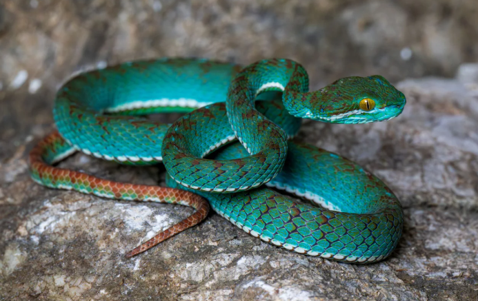 Ученые ошеломлены: в Камбодже нашли неизвестных ранее животных