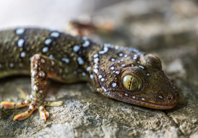 Ученые ошеломлены: в Камбодже нашли неизвестных ранее животных