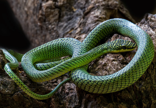 Ученые ошеломлены: в Камбодже нашли неизвестных ранее животных