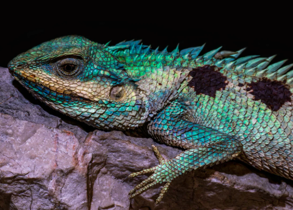 Ученые ошеломлены: в Камбодже нашли неизвестных ранее животных