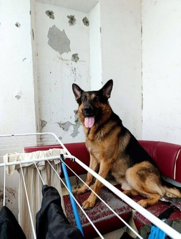 У Кривому Розі вівчарка розірвала обличчя дівчині під час стриму у ТікТок: деталі трагедії