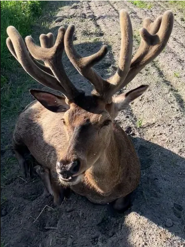 Тварина може не вижити: з'явились нові дані про стан оленя Бориса після ДТП