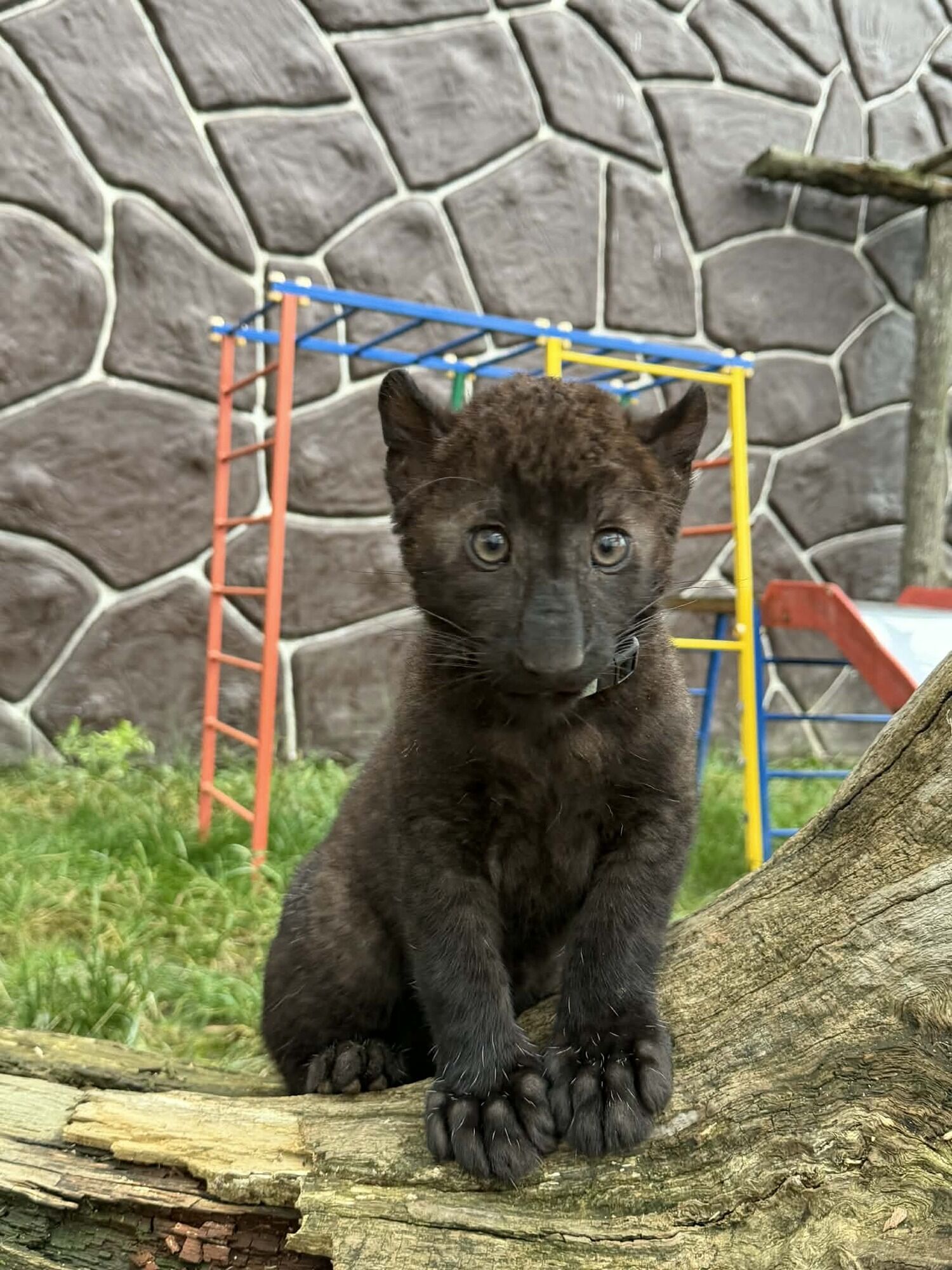 Під Києвом у парку "XII Місяців" народилось дитинча далекосхідного леопарда рідкісного чорного кольору. Фото та відео