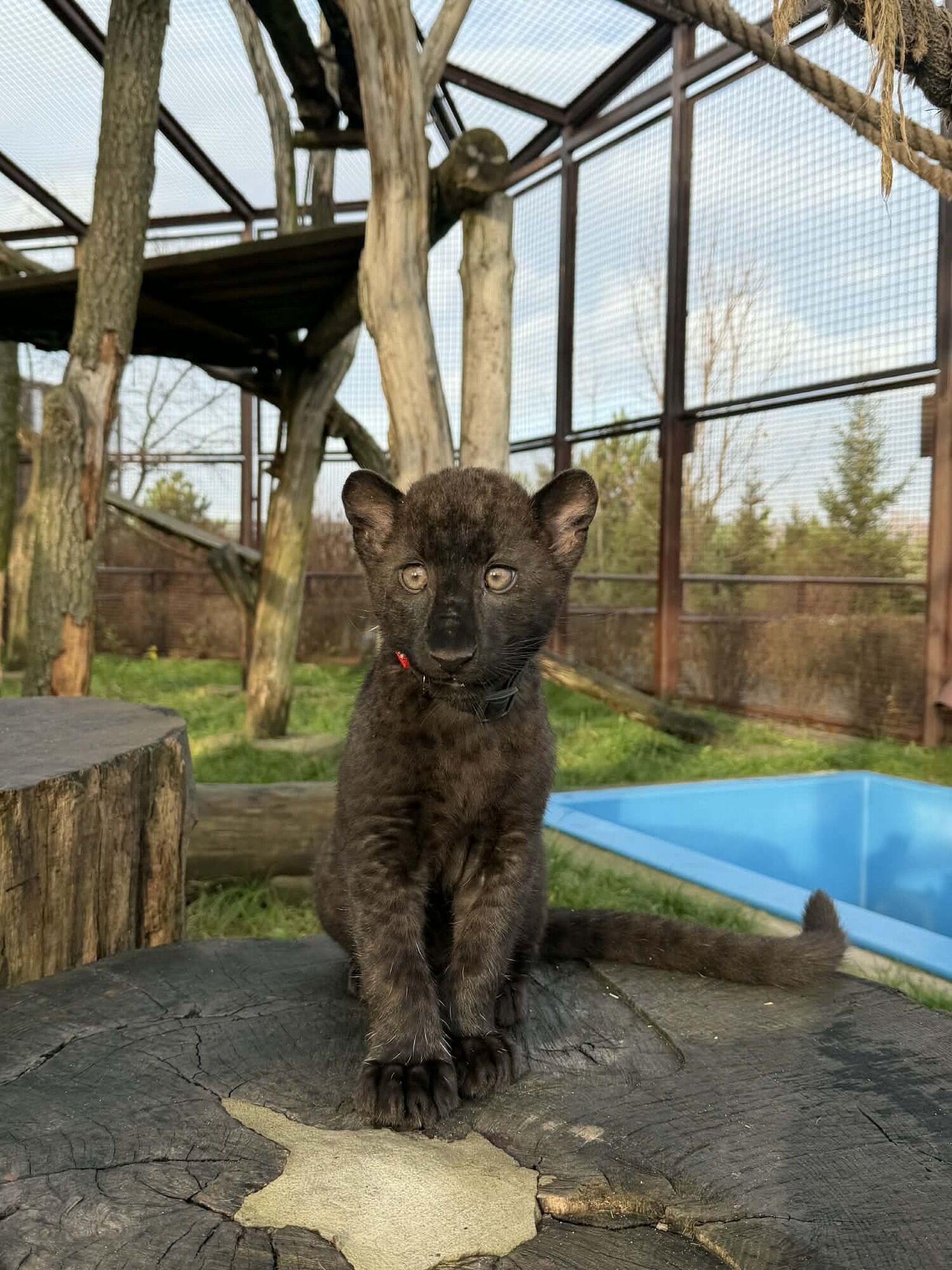 Під Києвом у парку "XII Місяців" народилось дитинча далекосхідного леопарда рідкісного чорного кольору. Фото та відео