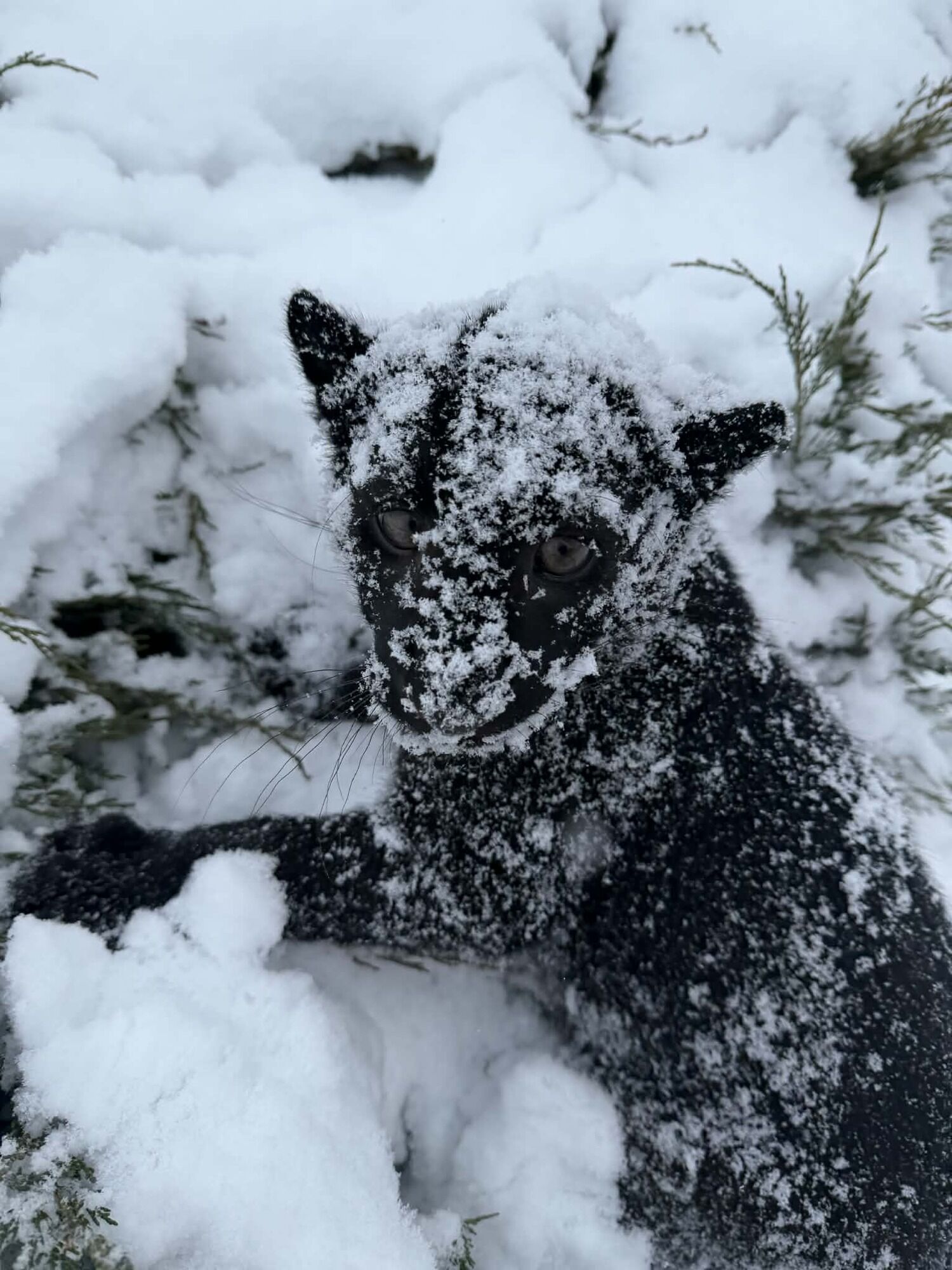 Під Києвом у парку "XII Місяців" народилось дитинча далекосхідного леопарда рідкісного чорного кольору. Фото та відео