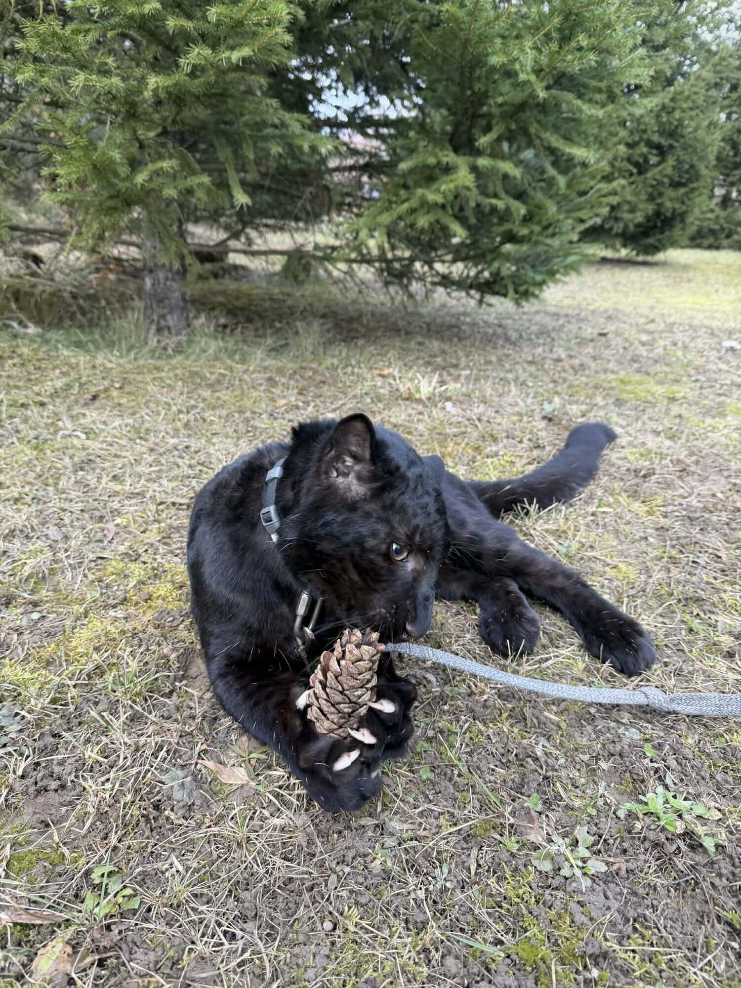 Під Києвом у парку "XII Місяців" народилось дитинча далекосхідного леопарда рідкісного чорного кольору. Фото та відео