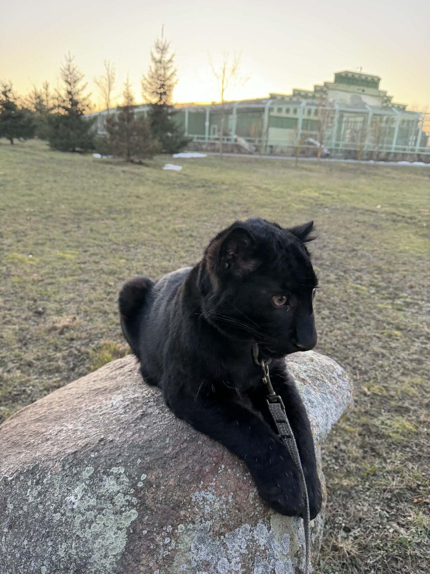 Під Києвом у парку "XII Місяців" народилось дитинча далекосхідного леопарда рідкісного чорного кольору. Фото та відео