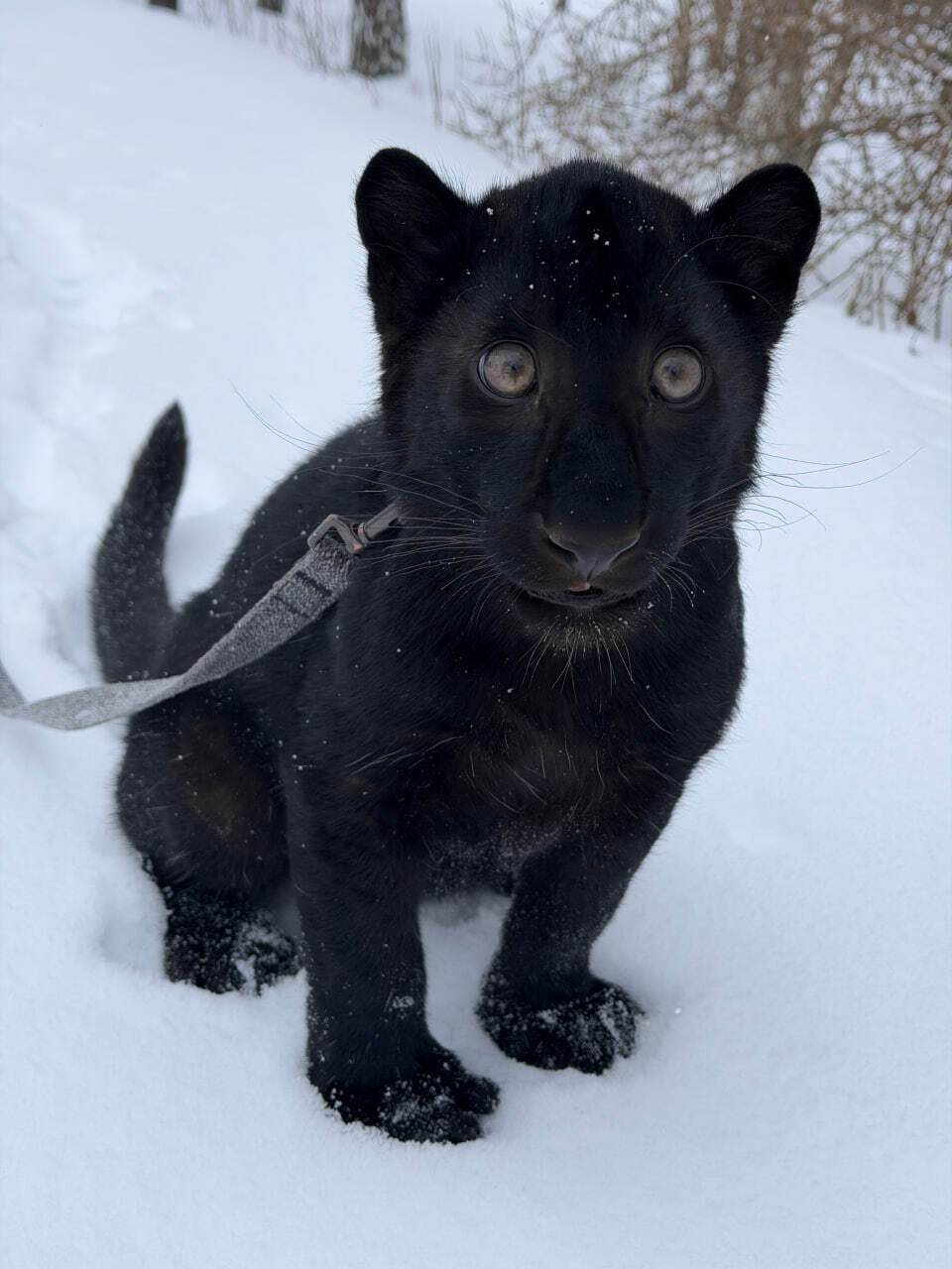 Під Києвом у парку "XII Місяців" народилось дитинча далекосхідного леопарда рідкісного чорного кольору. Фото та відео