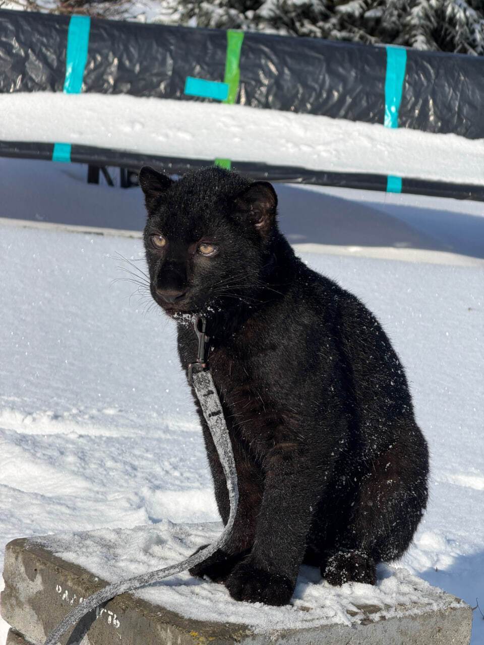 Під Києвом у парку "XII Місяців" народилось дитинча далекосхідного леопарда рідкісного чорного кольору. Фото та відео