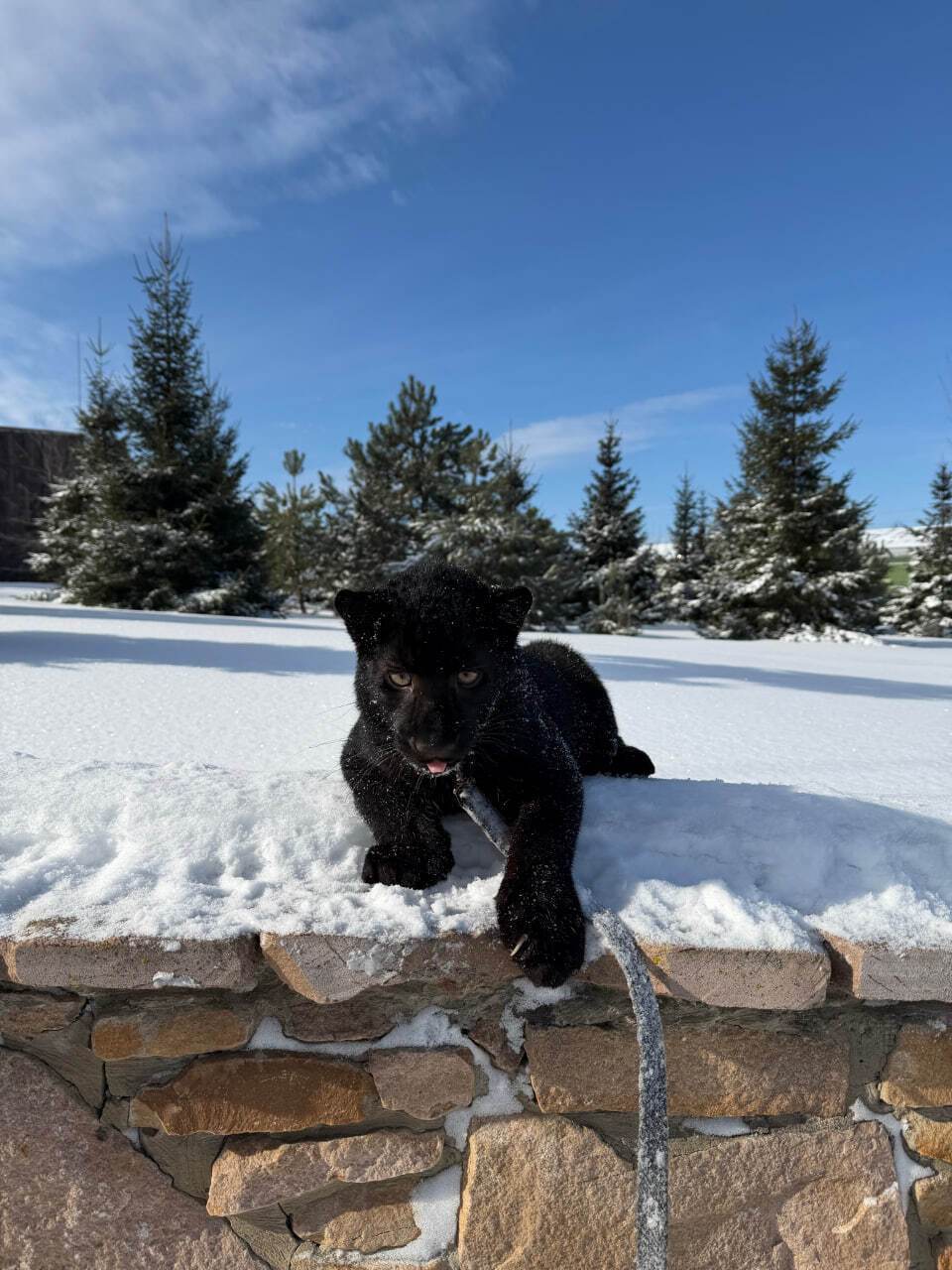 Під Києвом у парку "XII Місяців" народилось дитинча далекосхідного леопарда рідкісного чорного кольору. Фото та відео