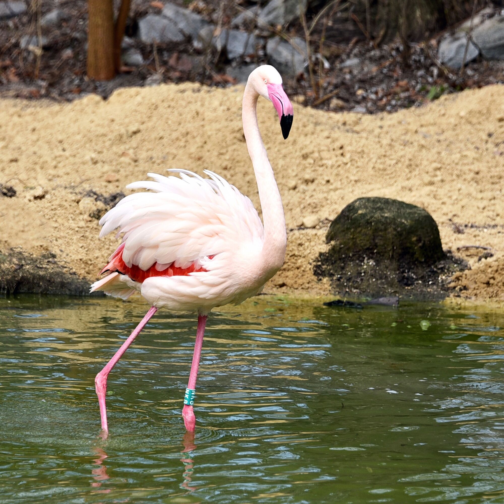 У Київському зоопарку на своє озеро повернулись рожеві фламінго. Фото та відео