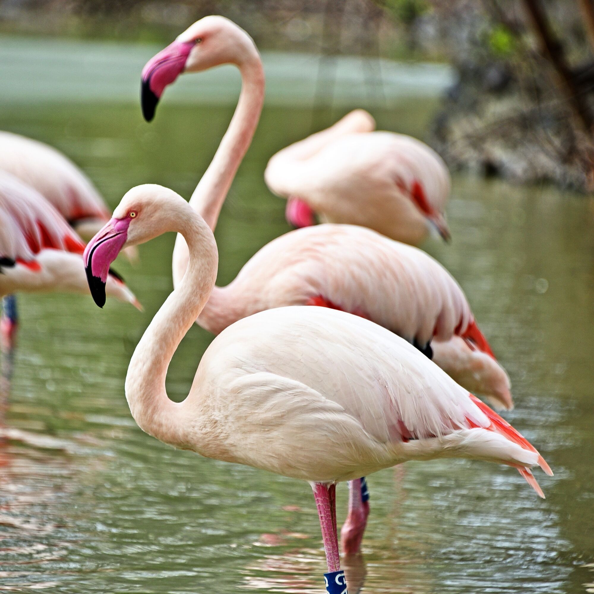 У Київському зоопарку на своє озеро повернулись рожеві фламінго. Фото та відео