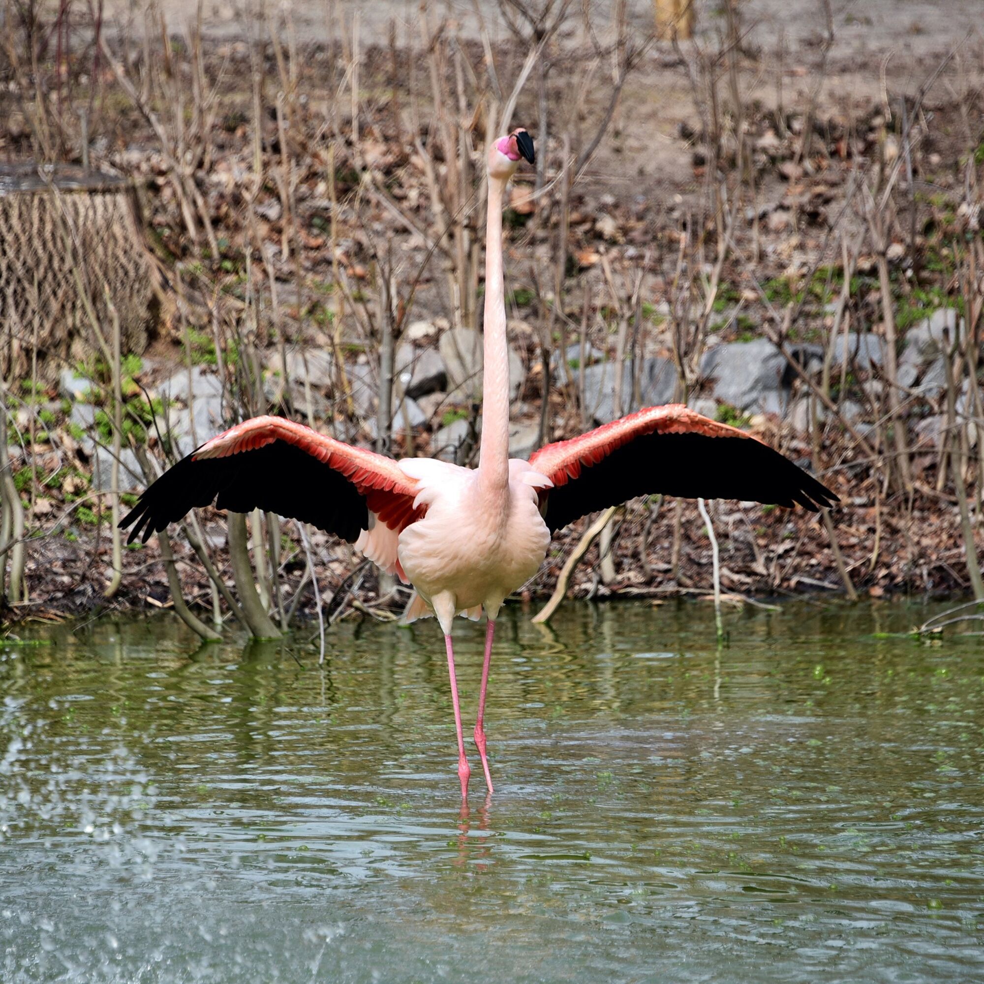 У Київському зоопарку на своє озеро повернулись рожеві фламінго. Фото та відео