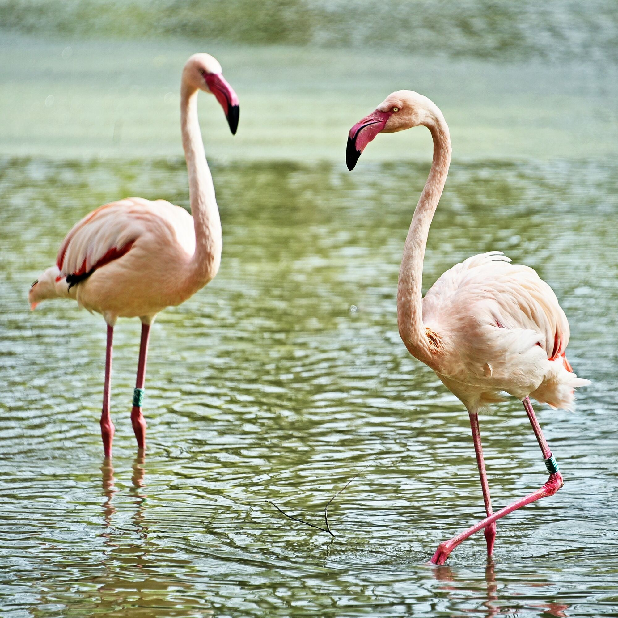 У Київському зоопарку на своє озеро повернулись рожеві фламінго. Фото та відео