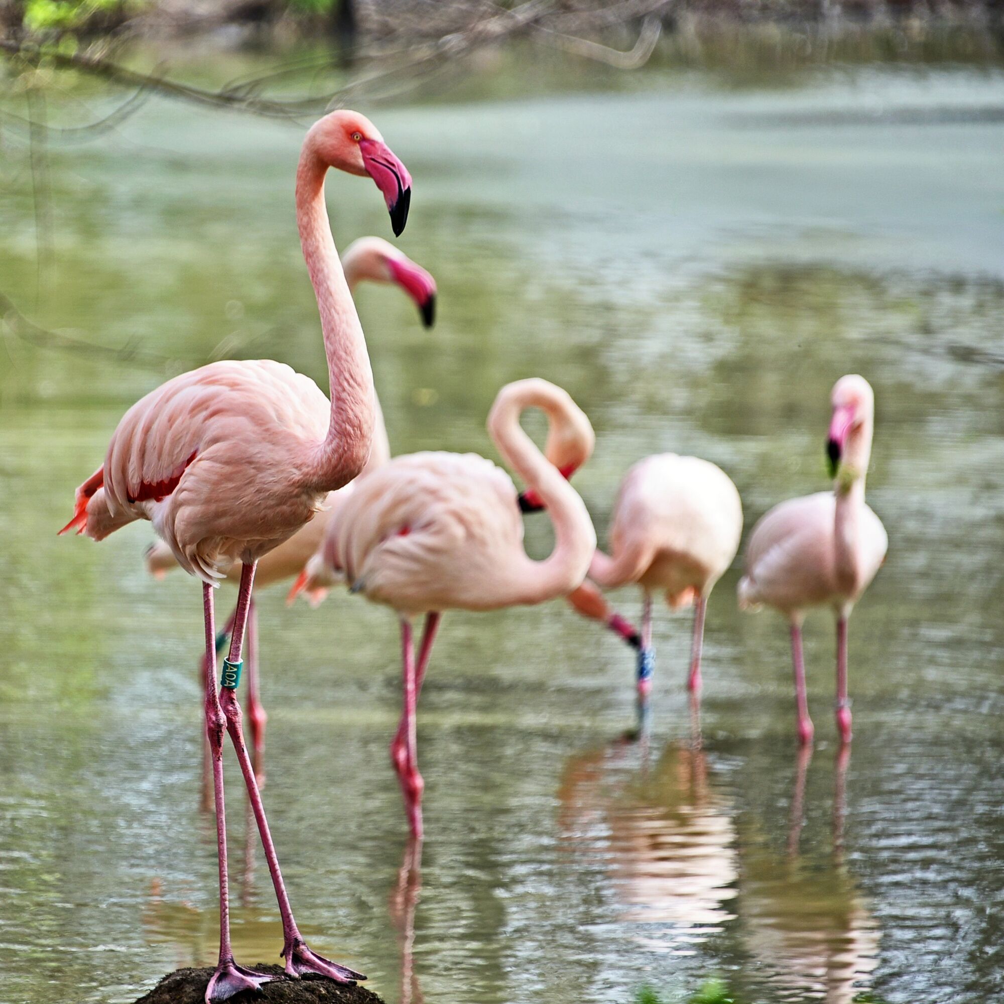 У Київському зоопарку на своє озеро повернулись рожеві фламінго. Фото та відео