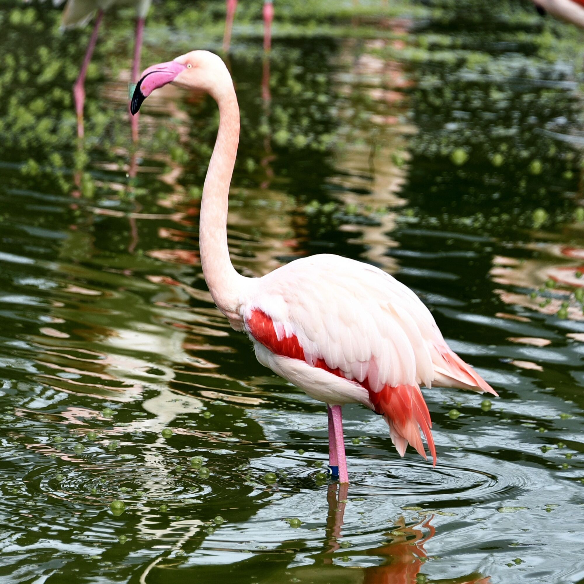 У Київському зоопарку на своє озеро повернулись рожеві фламінго. Фото та відео
