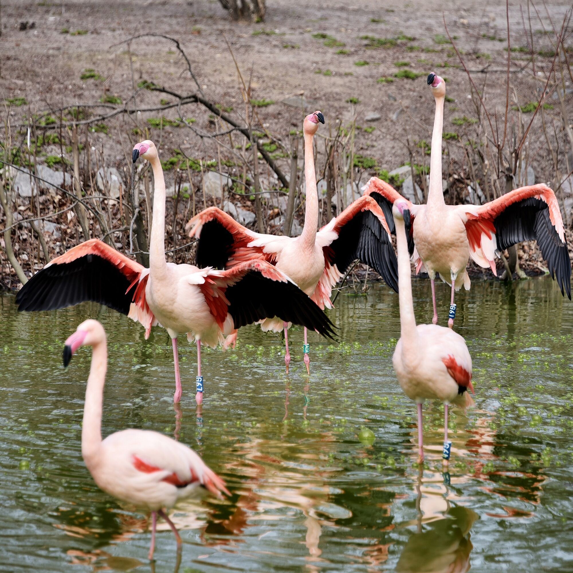 У Київському зоопарку на своє озеро повернулись рожеві фламінго. Фото та відео