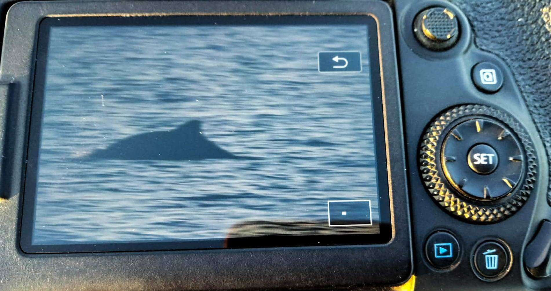 "Почалась активна міграція": у нацпарку "Тузлівські лимани" на Одещині помітили дельфінів. Фото