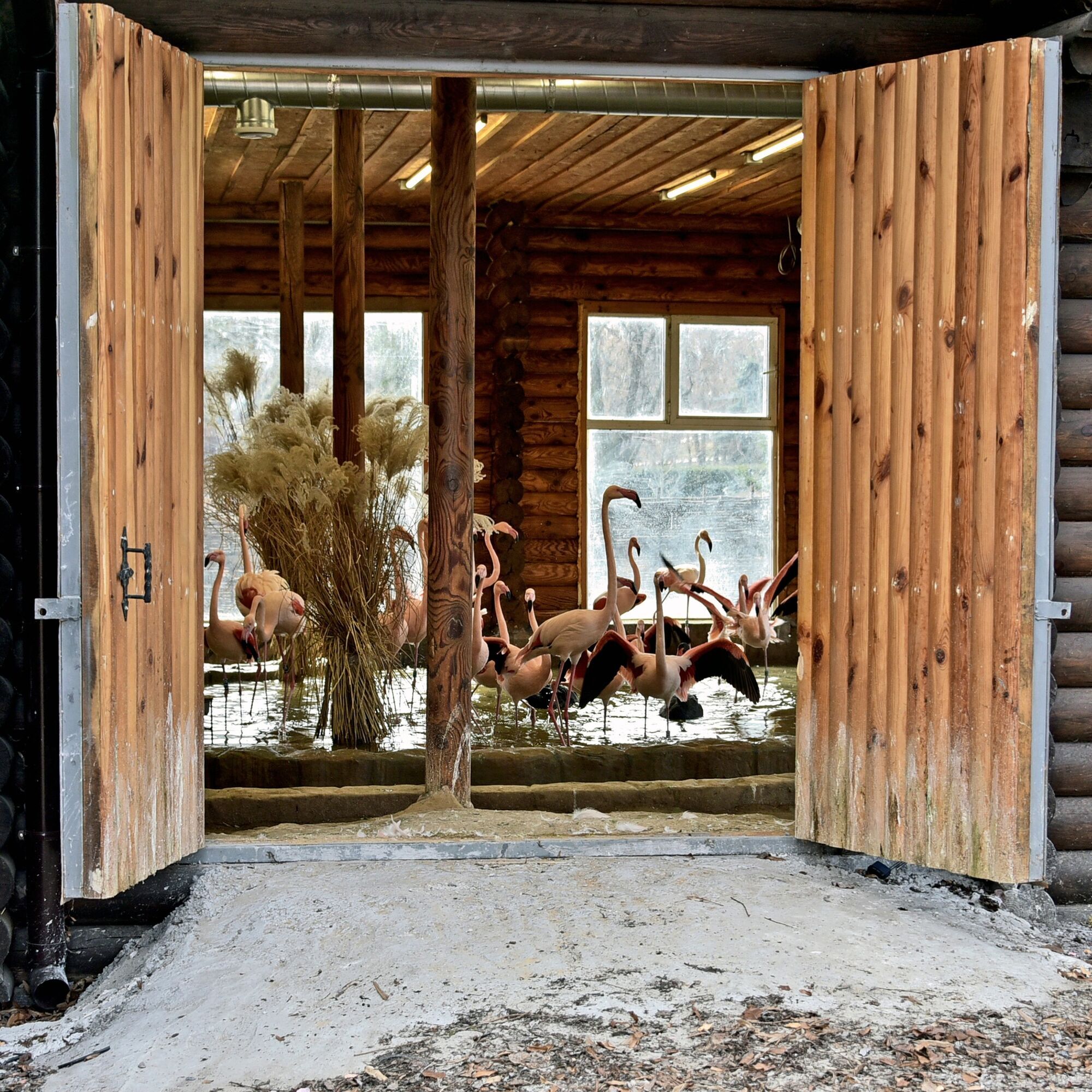 У Київському зоопарку на своє озеро повернулись рожеві фламінго. Фото та відео