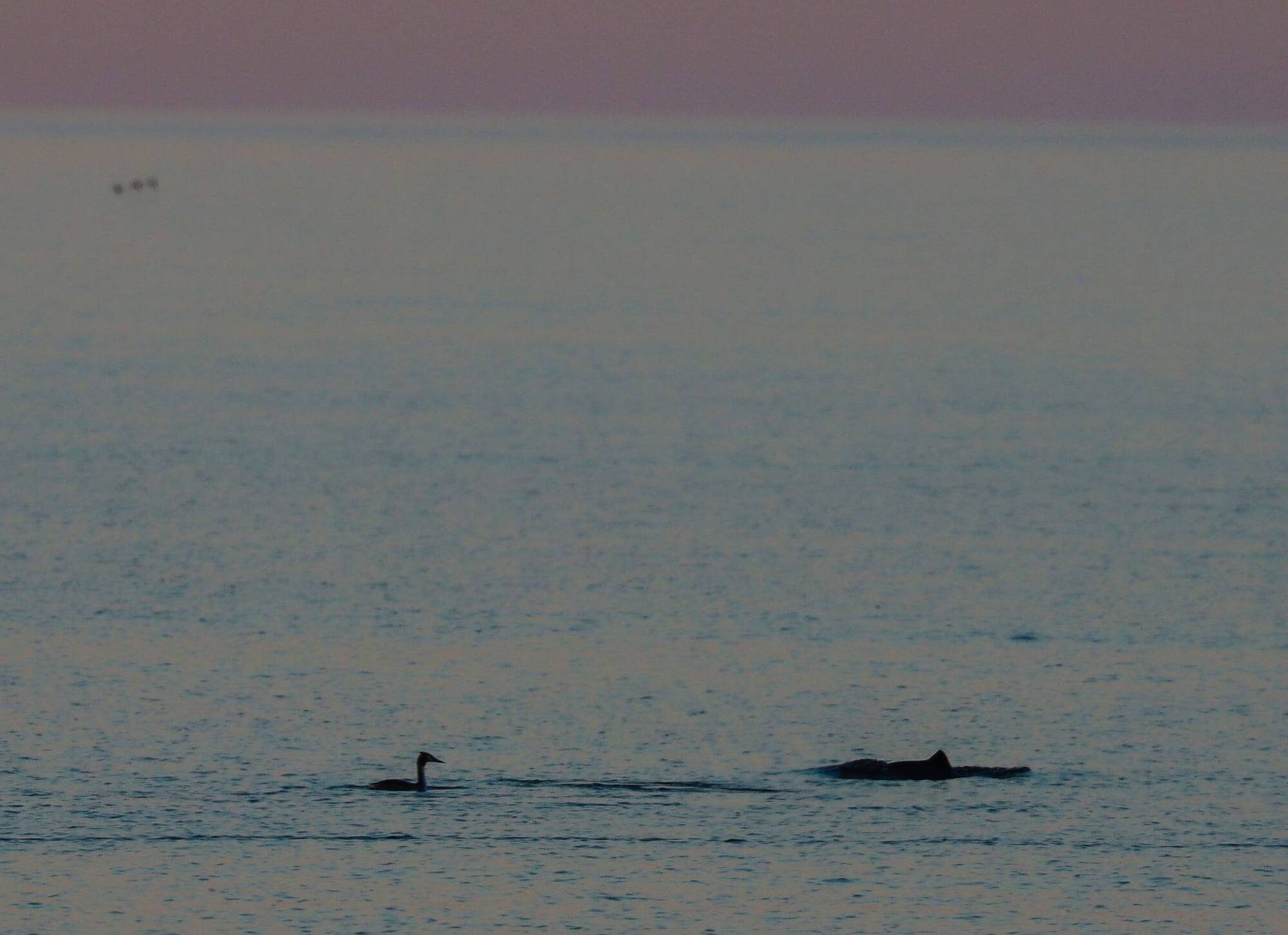 "Почалась активна міграція": у нацпарку "Тузлівські лимани" на Одещині помітили дельфінів. Фото