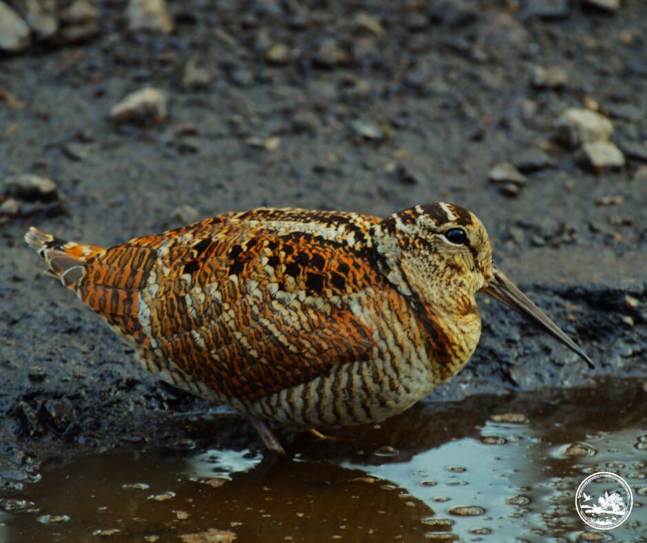Побачити можна тільки випадково: у Чорнобильській зоні живе птах з ідеальним маскуванням. Фото