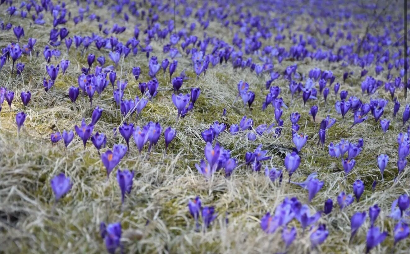 В нацпарке "Синевир" начали цвести подснежники и крокусы, а также проснулись медведи. Фото